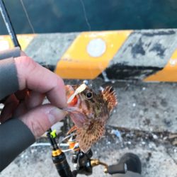 水俣港ライトゲーム