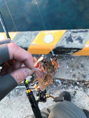 水俣港ライトゲーム