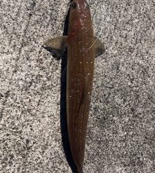 ショアジギング