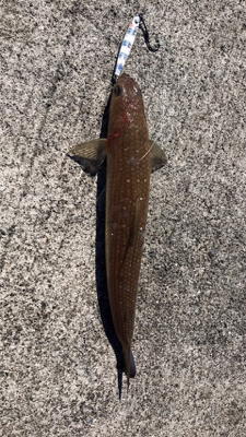 ショアジギング