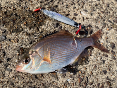 上手い人釣って下さい