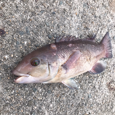 カンダイハント