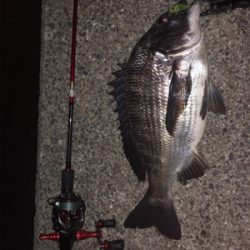 メバルプラッキング