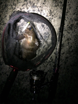 ライトゲームプラッキング釣果