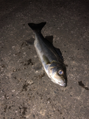 バチ抜けを期待して