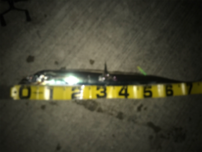 水軒でもおったら釣れます