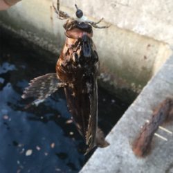 ロックフィッシュ