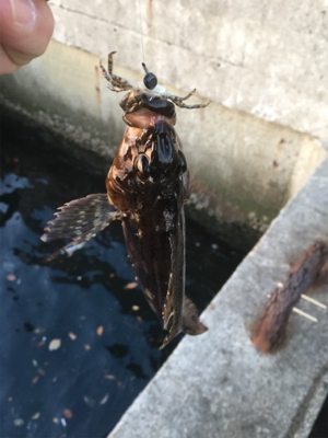 ロックフィッシュ