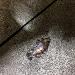 ナイトメバリング