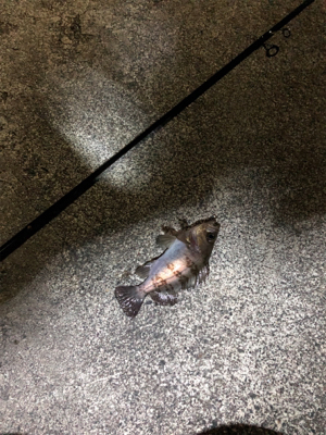 ナイトメバリング