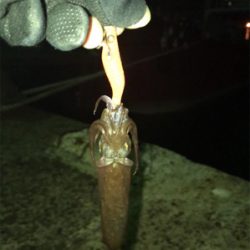 懲りずにヒイカ釣りσ(^_^;)