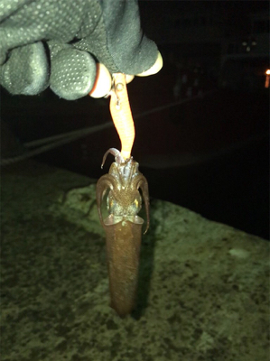 懲りずにヒイカ釣りσ(^_^;)