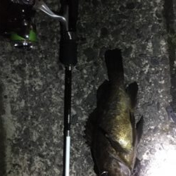 メバリング調査