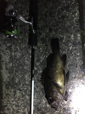 メバリング調査