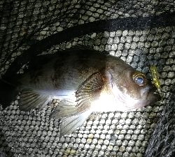 ナイトメバリング