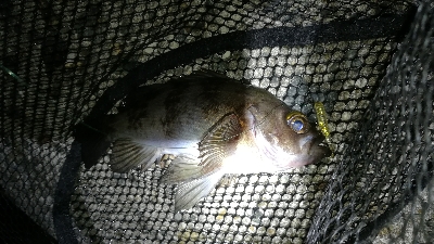 ナイトメバリング