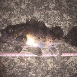 自分的には久しぶりの良型でした。