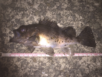 自分的には久しぶりの良型でした。