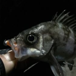 ナイトメバリング