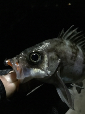 ナイトメバリング