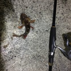 メバル狙いのガシラ