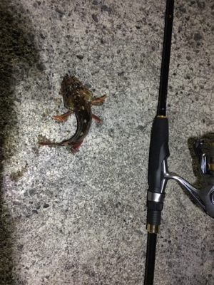 メバル狙いのガシラ