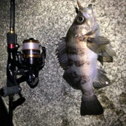 マリンピア沖洲のメバル