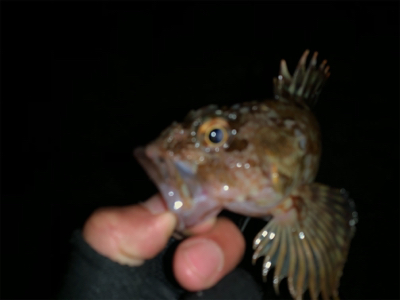 ありがとうガッシー