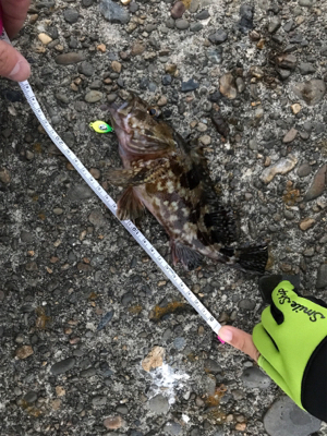 御所浦ライトゲームリベンジ