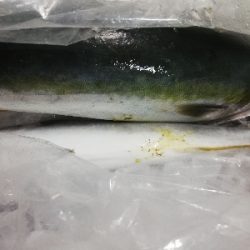 鳥羽ジギング！