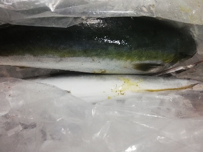 鳥羽ジギング！