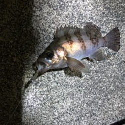 ロックフィッシュゲーム