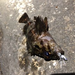 新しいポイント散策