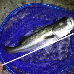 御所浦ライトゲームリベンジ②