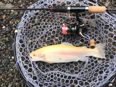 初！アルビノ！！