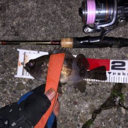 メバリングで岬〜泉南ランガン！