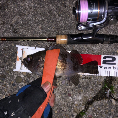 メバリングで岬〜泉南ランガン！