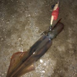 ヤリイカ釣り