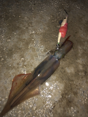 ヤリイカ釣り