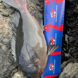 四万十市 地磯 フカセ