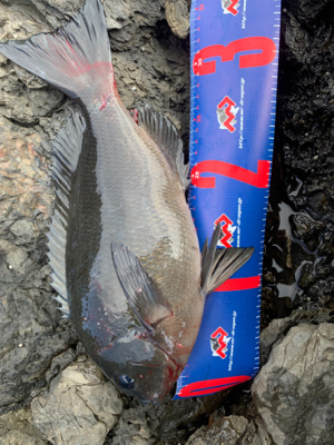 四万十市 地磯 フカセ