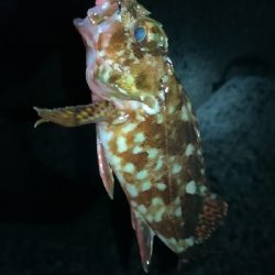 ナイトメバリング