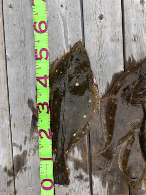 プライベートボートで仙台湾カレイ釣り！