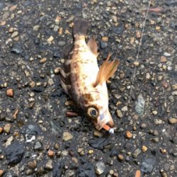 極寒のロックフィッシュゲーム