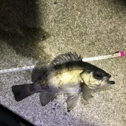 御所浦ライトゲームリベンジ③