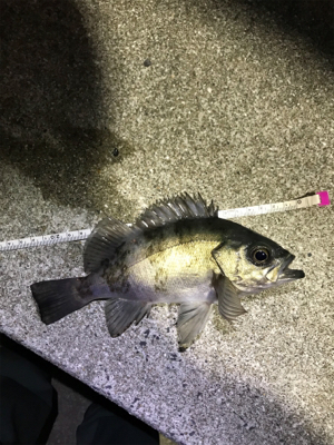 御所浦ライトゲームリベンジ③