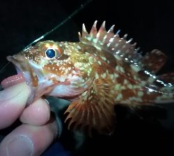 ナイトメバリング