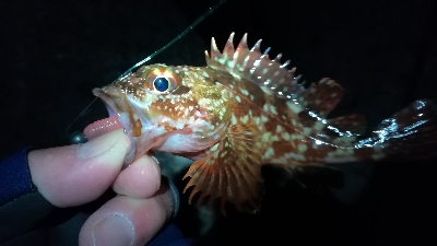 ナイトメバリング