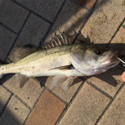 時合いは一瞬でした