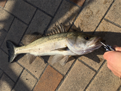 時合いは一瞬でした